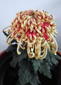 細雨含沙 細雨含沙