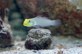 藍紋蝦虎 藍紋蝦虎