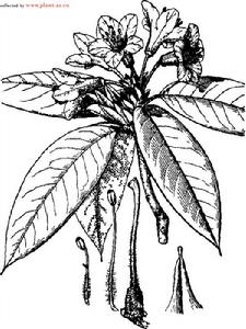 異鱗杜鵑 異鱗杜鵑