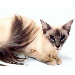 長毛暹羅貓 長毛暹羅貓