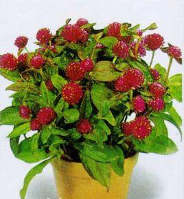 千日紅屬 千日紅屬