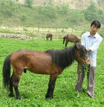 寧強矮馬 寧強矮馬