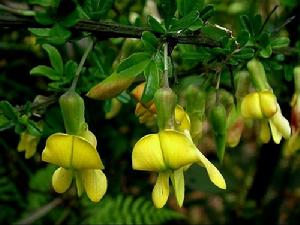 興安錦雞兒 興安錦雞兒