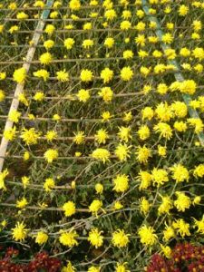 前置審批項目 前置審批項目