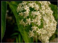 接骨木花香檳酒 接骨木花香檳酒