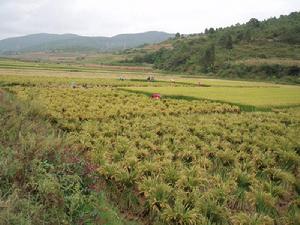 楊老哨村的耕地