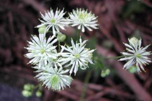 歐唐松草 歐唐松草