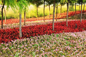 夢幻紫海香草莊園 夢幻紫海香草莊園