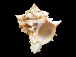 紅甘藍骨螺 紅甘藍骨螺