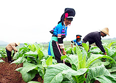 中村鄉[湖南炎陵縣轄鄉]