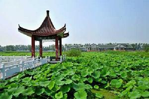 淮安市金湖荷花盪