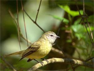 帶斑小霸鶲 帶斑小霸鶲