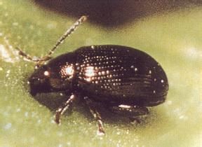 紅足凸頂跳甲 紅足凸頂跳甲