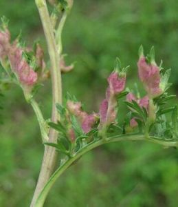 細裂葉白苞蒿 細裂葉白苞蒿