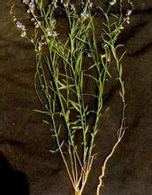 細葉遠志-植物形態