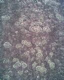 假細羅蘚 假細羅蘚