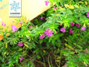 萼距花屬 萼距花屬