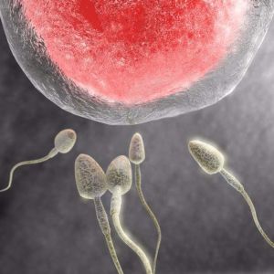 細胞外冷凍 細胞外冷凍