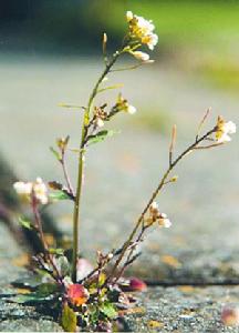 阿拉伯芥 阿拉伯芥