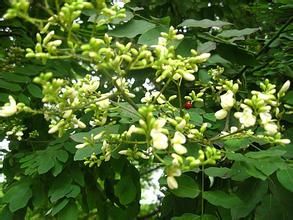 槐角提取物 槐角提取物