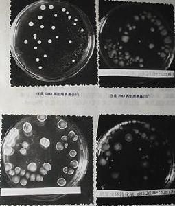 硝化螺旋菌門 硝化螺旋菌門