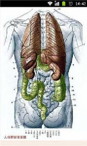 全套高清人體解剖圖 全套高清人體解剖圖