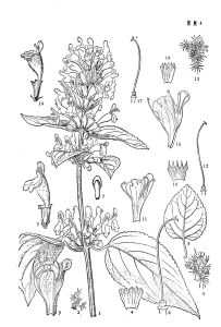 金江火把花 金江火把花