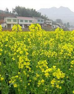 高坪鎮[湖南省瀏陽市高坪鎮]
