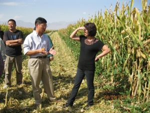 陳政在試驗田考察