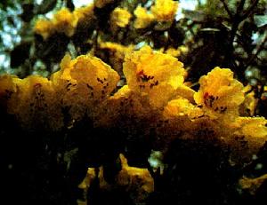 美麗彎果杜鵑 美麗彎果杜鵑