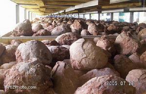 河源市博物館 河源市博物館