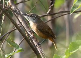 黃胸葦鷦鷯 黃胸葦鷦鷯