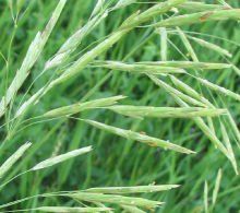 多節雀麥 多節雀麥