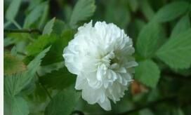 空心泡(原變種) 空心泡(原變種)