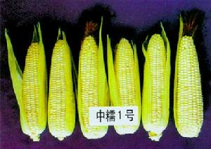 玉米品種——萃糯1號