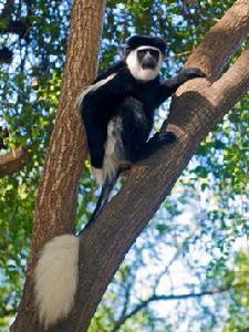 東非黑白疣猴 東非黑白疣猴