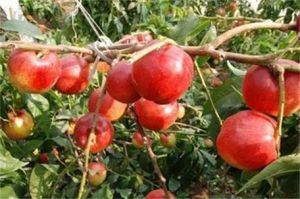 四井崗油桃 四井崗油桃