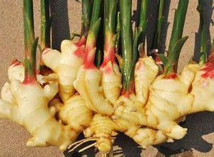 銅陵生薑 銅陵生薑