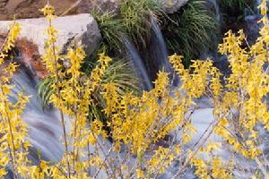 梅花山國家森林公園