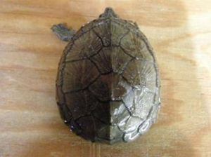 墨西哥泥龜 墨西哥泥龜