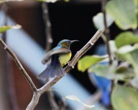 暗喉擇蜜鳥 暗喉擇蜜鳥