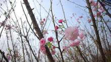 櫻花祭圖片