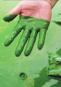 水華現象 水華現象