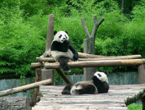 臥龍國家自然保護區 臥龍國家自然保護區