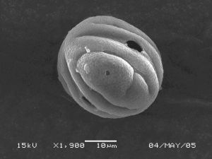 小齒野靛棵 小齒野靛棵