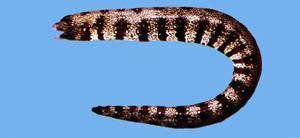 星帶蝮鯙 星帶蝮鯙