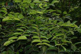 香港算盤子 香港算盤子