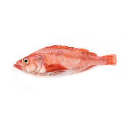 紅石斑魚 紅石斑魚