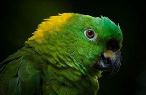 黃頸亞馬遜鸚鵡
