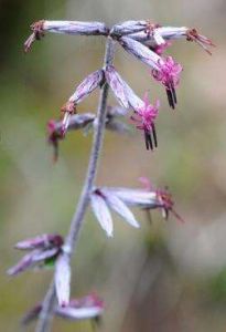 大頭兔兒風 大頭兔兒風